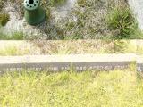 image of grave number 206646